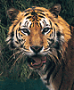 Sumatran Tiger
